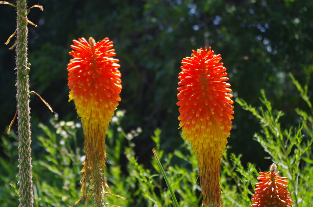 "Red Hot Pokers" in the Christchurch Botanic Gardens